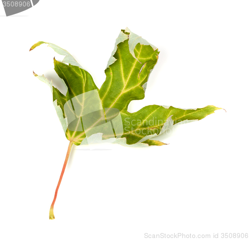 Image of Dry maple leaf