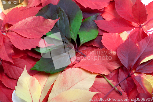 Image of Background of multicolor autumn leafs