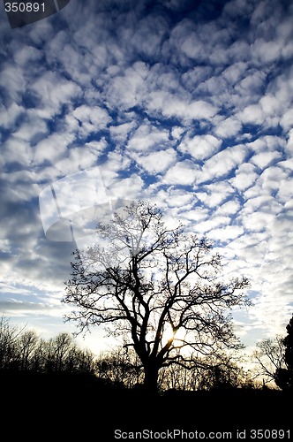 Image of Tree Silhouette