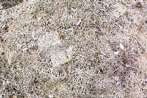 Image of Frost Texture on Grass