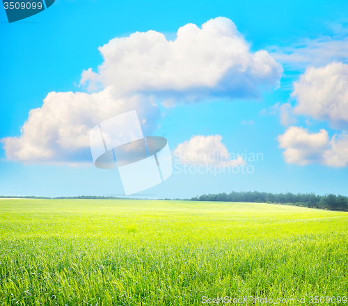 Image of green field