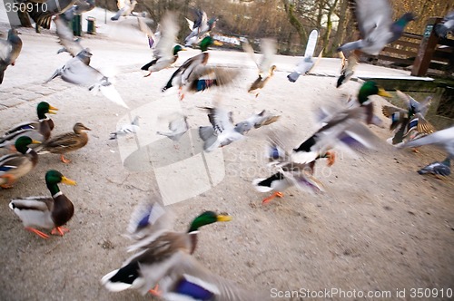 Image of Frantic Ducks