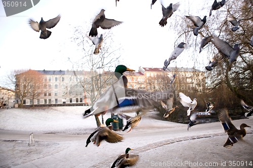 Image of Birds in Flight Sihlouette