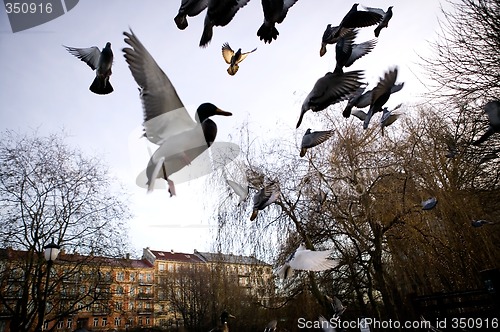 Image of Birds in Flight Sihlouette