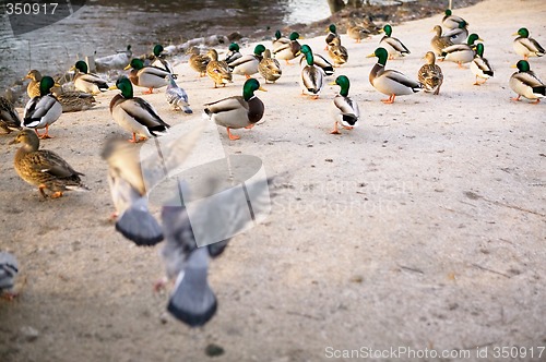 Image of Moody Ducks