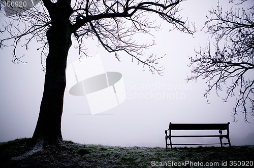 Image of Tree in Fog