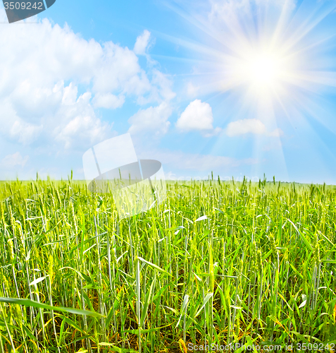 Image of green field