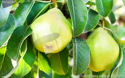 Image of pear on tree