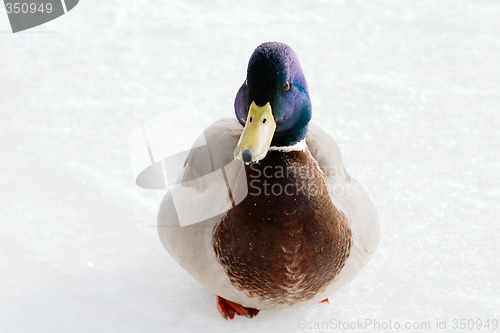 Image of Male Mallard Duck