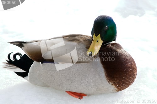Image of Mallard Duck