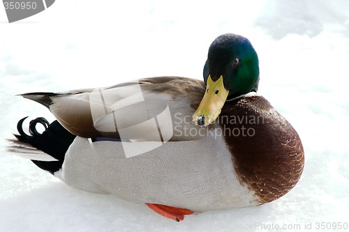 Image of Mallard Duck