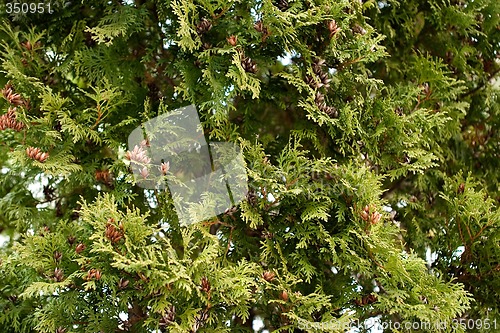 Image of Evergreen Texture