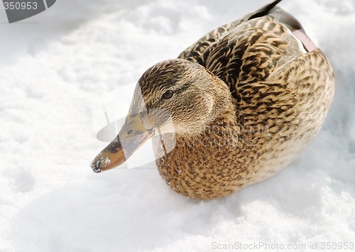 Image of Female Mallard Duck