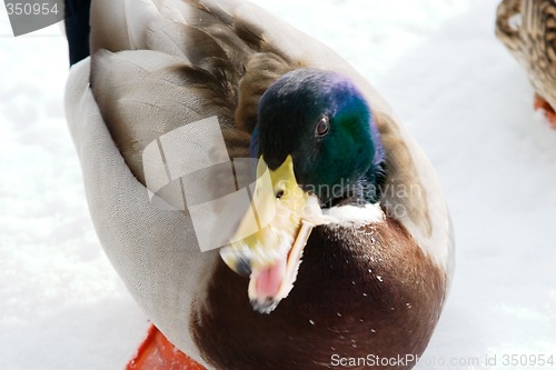 Image of Mad Mallard Duck