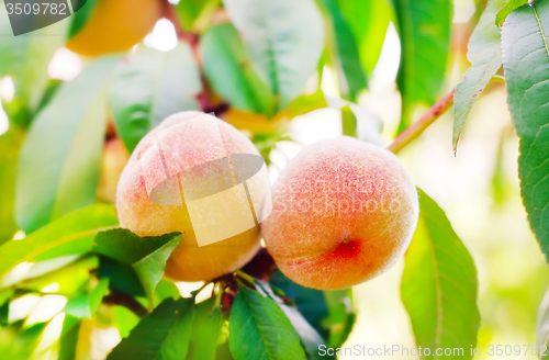 Image of Peach on tree