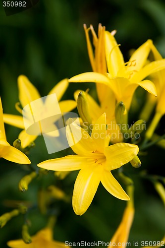 Image of Yellow Lilly