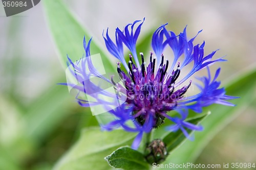 Image of Blue Flower