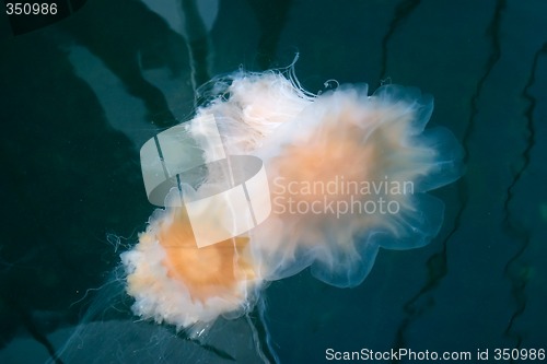 Image of Jellyfish