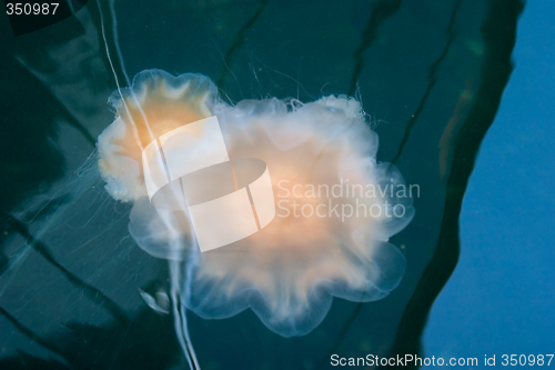 Image of Jellyfish