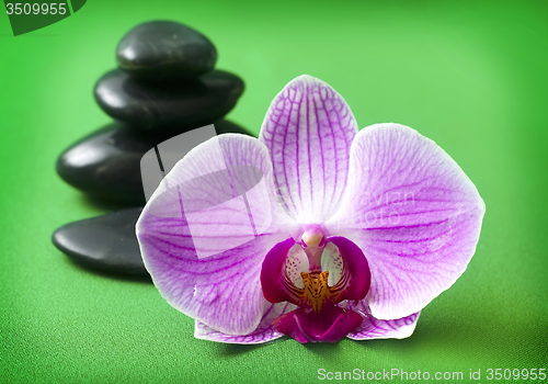 Image of Orchid and black basalt for spa on green background
