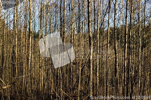 Image of Woods Texture