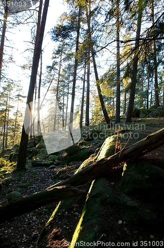 Image of Enchanted Forest