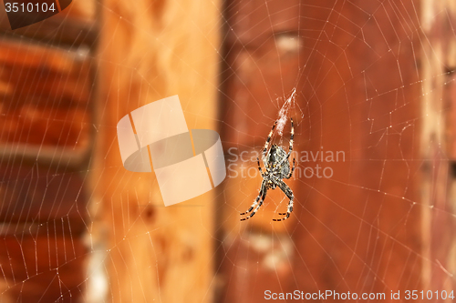 Image of Spider hanging on a web