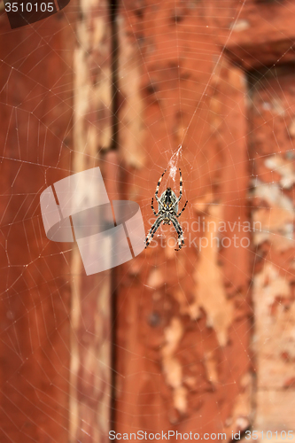 Image of Big spider on a web