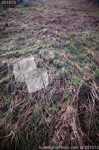 Image of Frozen Grass Background