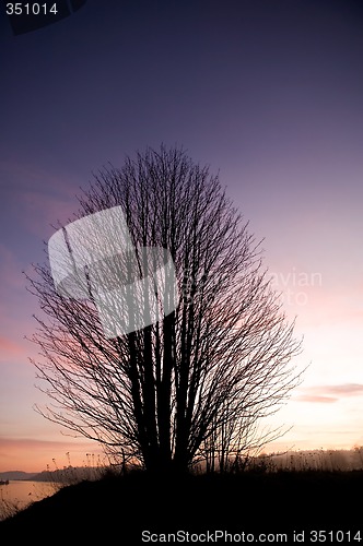 Image of Single Tree