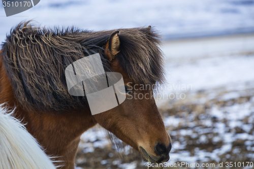 Image of Brown Icelandic horse eats grass