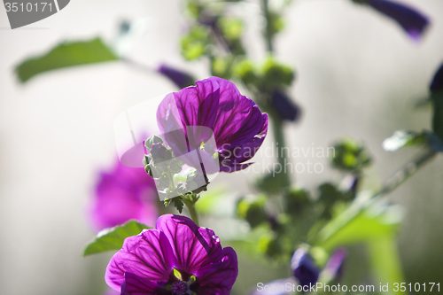 Image of Wildflower meadow