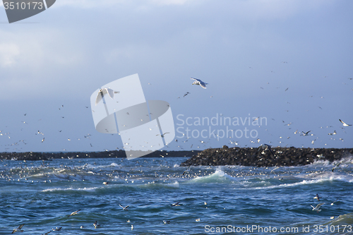 Image of Gulls hunting for fish