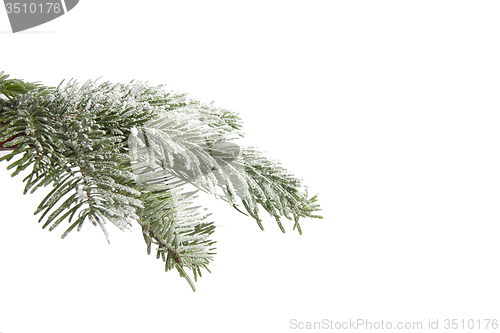 Image of Snowy fir branch