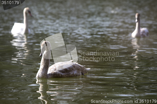 Image of Group of swans at the lake