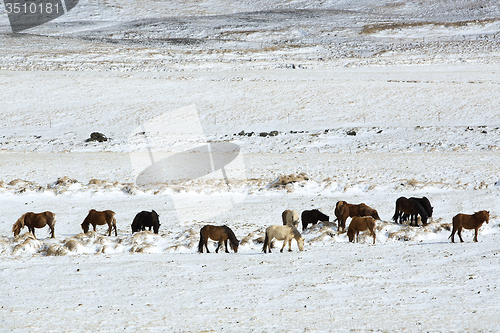 Image of Herd of Icelandic horses in winter landscape