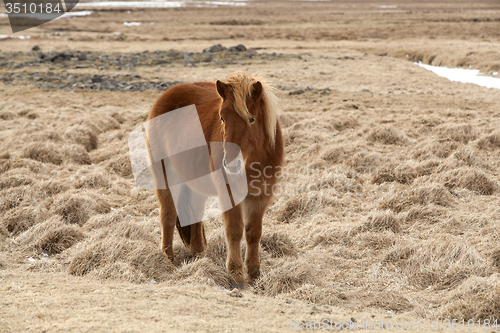 Image of Brown Icelandic horse on a meadow