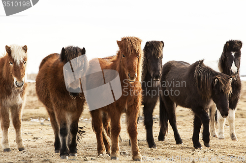 Image of Herd of Icelandic ponies 