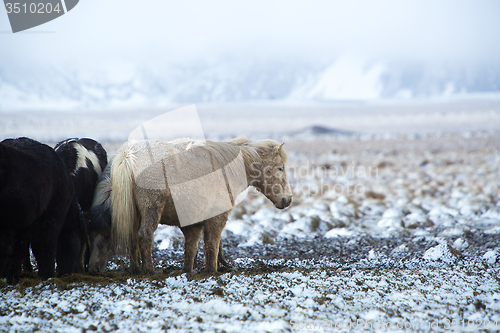 Image of Herd of Icelandic horses after snow storm