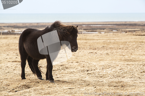 Image of Portrait of a black Icelandic horse