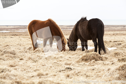 Image of Two Icelandic horses on a meadow in spring