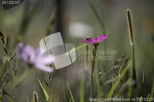 Image of Wildflower meadow