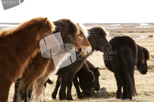 Image of Herd of Icelandic ponies 