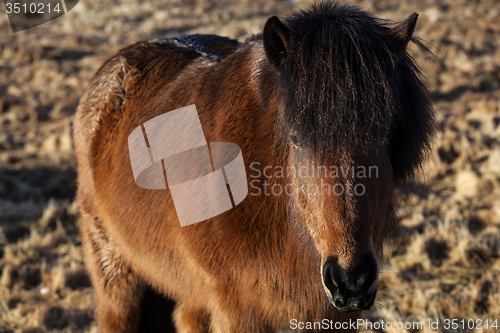 Image of Brown icelandic pony on a meadow