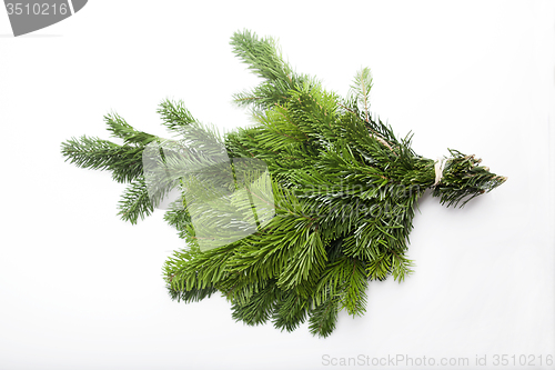 Image of Green fir branch