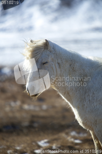 Image of Portrait of a white Icelandic horse in spring