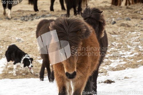 Image of Icelandic horses on a meadow