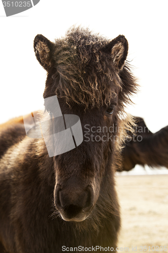 Image of Portrait of a young Icelandic foal with curly mane