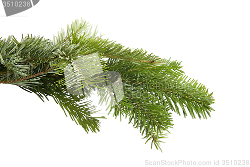 Image of Green fir branch