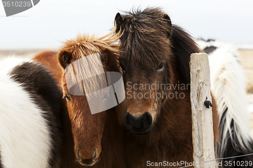 Image of Herd of Icelandic ponies 